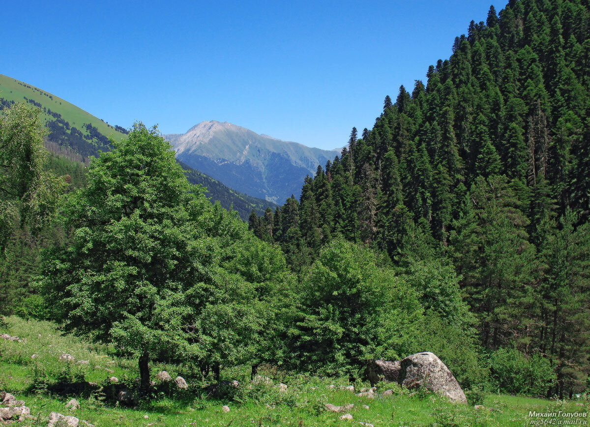 Лес северного кавказа
