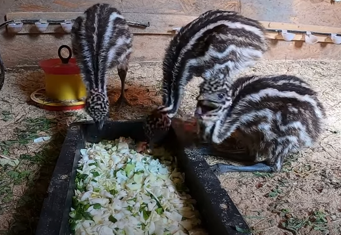 Что поели рыбки, кормление полосатиков и еще кой-кого