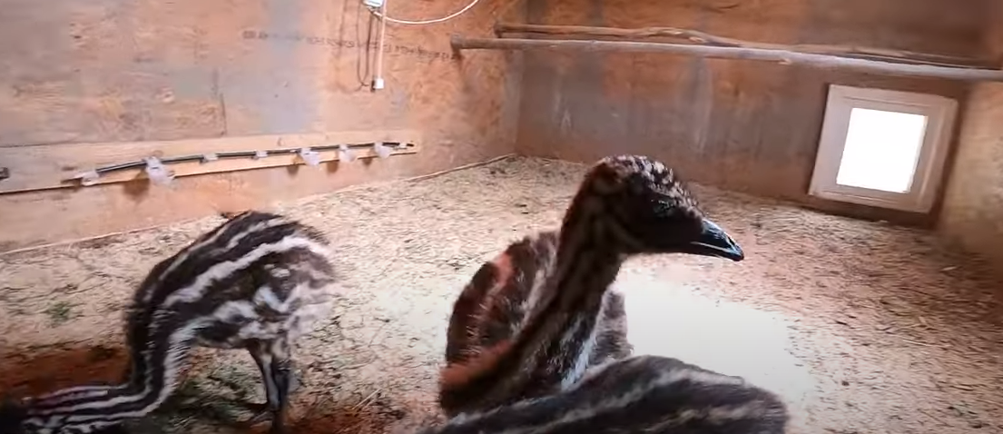 Что поели рыбки, кормление полосатиков и еще кой-кого