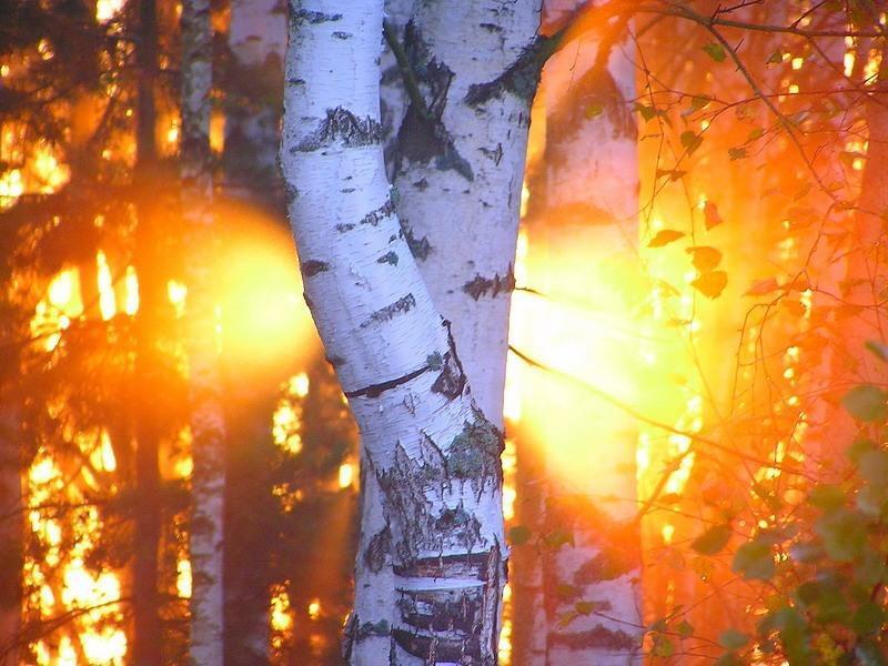 Под Екатеринбургом поймали поджигателя леса. Почему замалчивается информация?