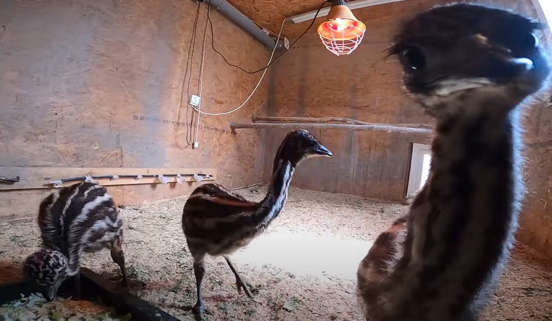 Что поели рыбки, кормление полосатиков и еще кой-кого