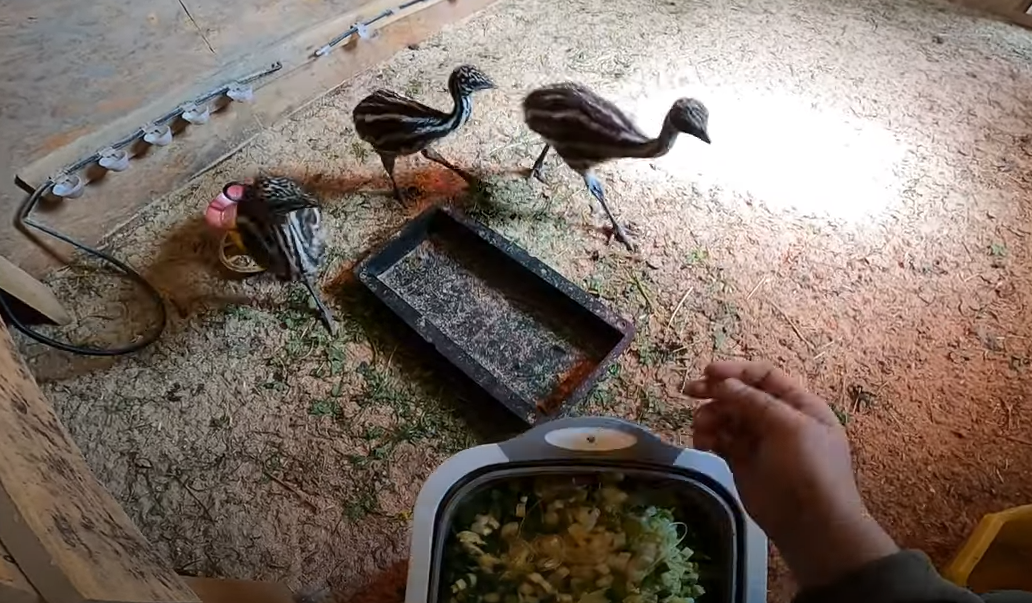 Что поели рыбки, кормление полосатиков и еще кой-кого