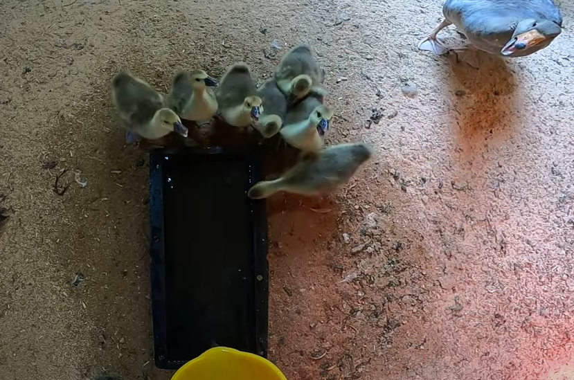 Что поели рыбки, кормление полосатиков и еще кой-кого