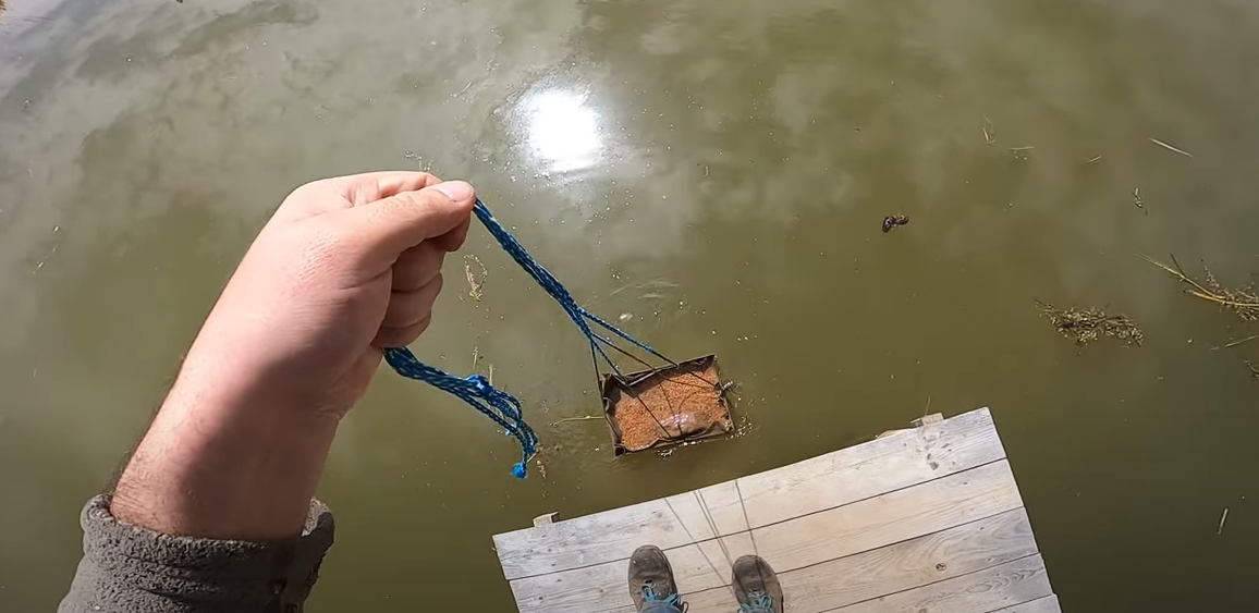 Что поели рыбки, кормление полосатиков и еще кой-кого