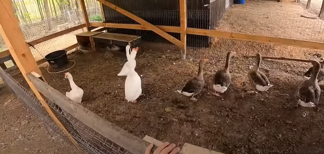 Что поели рыбки, кормление полосатиков и еще кой-кого