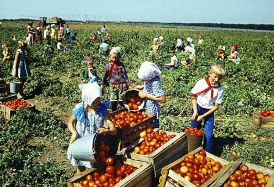Почему еда в СССР была качественнее: реальные причины изменения ГОСТов и технологий производства продуктов питания