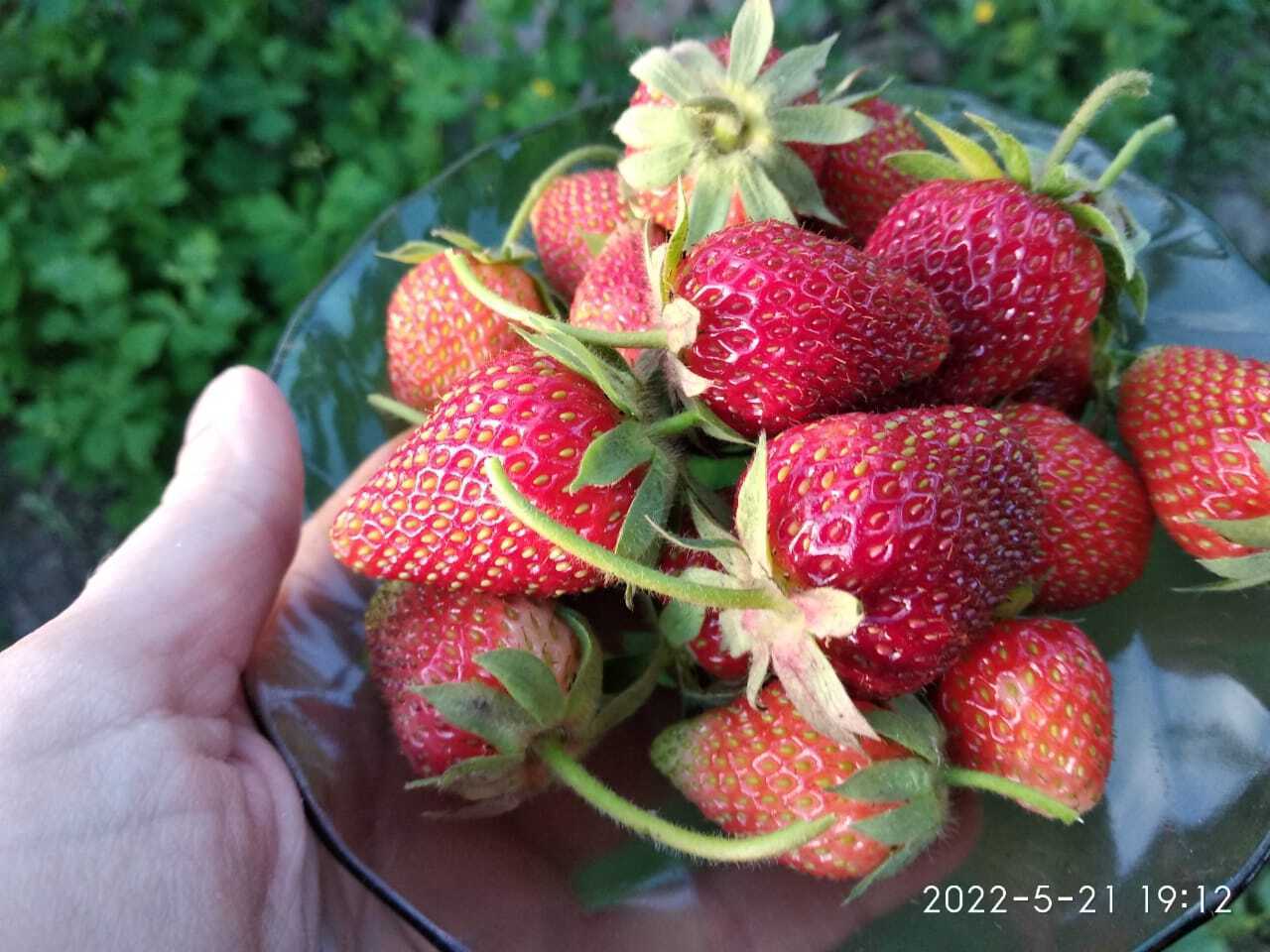 Ну вот на Кубани поспела своя первая клубника 🍓😊😋