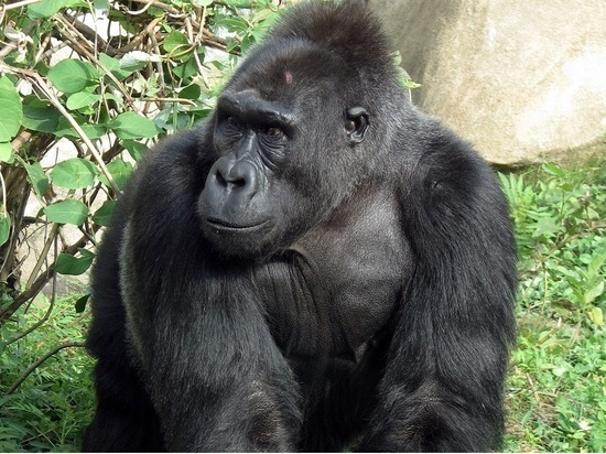 Вспышка обезьяньей оспы в Испании оказалась связана с гей-сауной