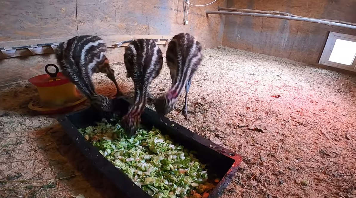 Вы три дня не видели полосатиков. Желаете посмотреть?