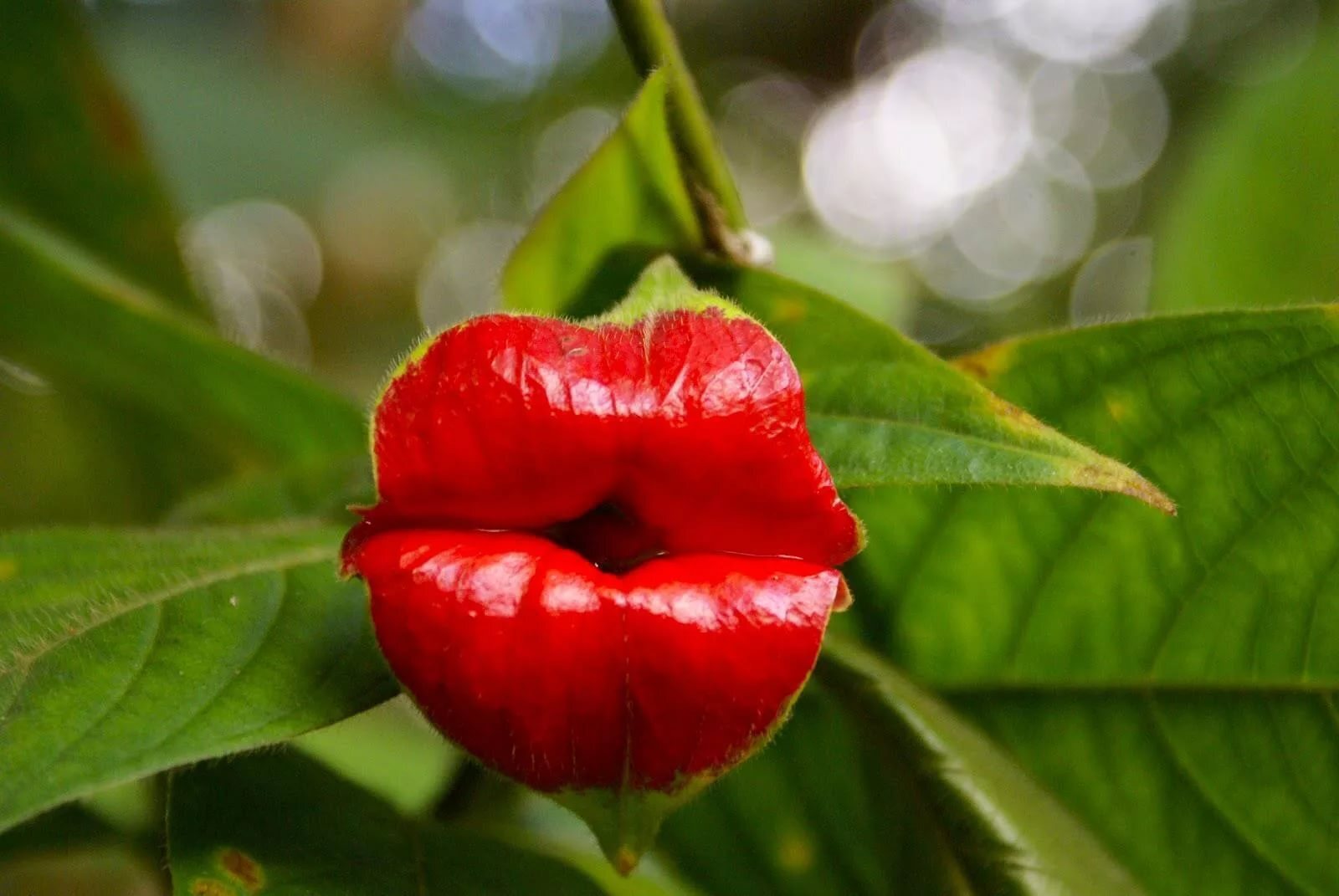 Flores que se pueden comer