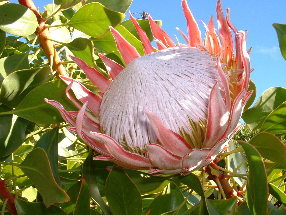 Цветы - цветы