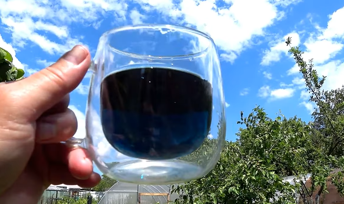 Синий чай вы никогда не пили? А зря