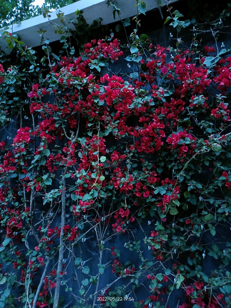 Красота Краснодара. Очень красивый Парк Галицкого. 22.05.2022 год.