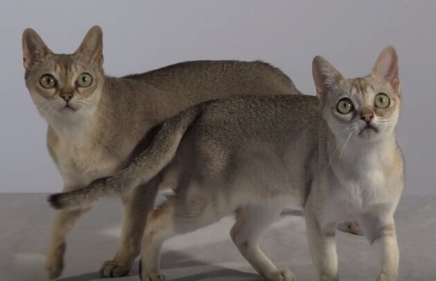 Сингапурская кошка