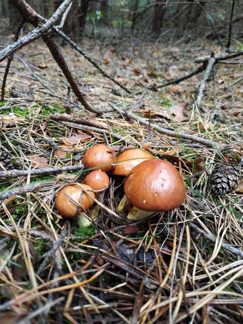 Весточка для грибников! С началом "тихой охоты" сезон 2022 года!