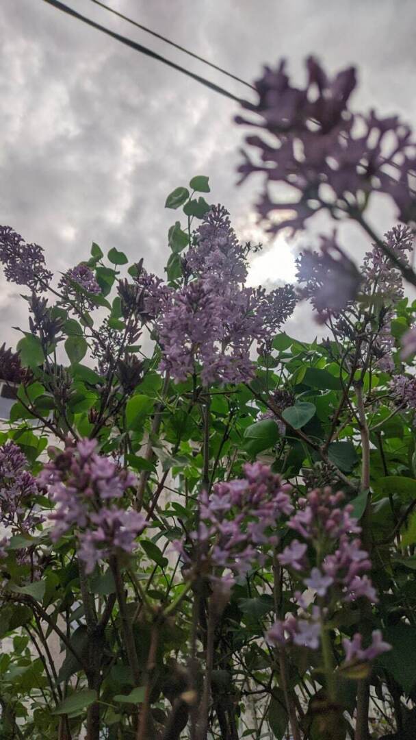 А у нас зацвела сирень.Красота.