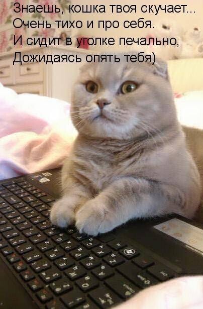 Почему кошки мяукают, несколько причин, о которых должны знать их любители