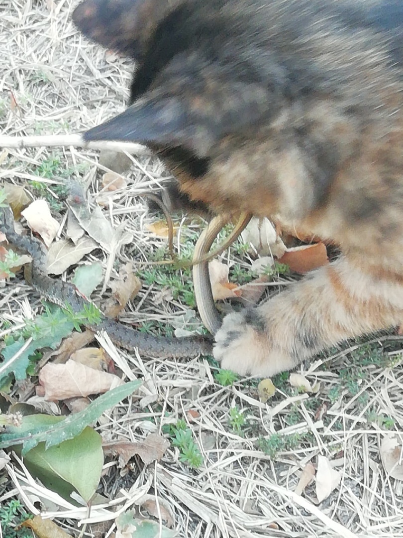 Наша дикая кошка.