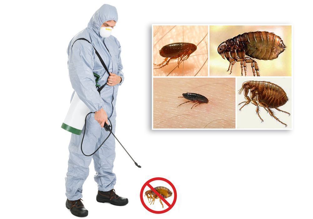 «Недружественные» соседи в наших квартирах