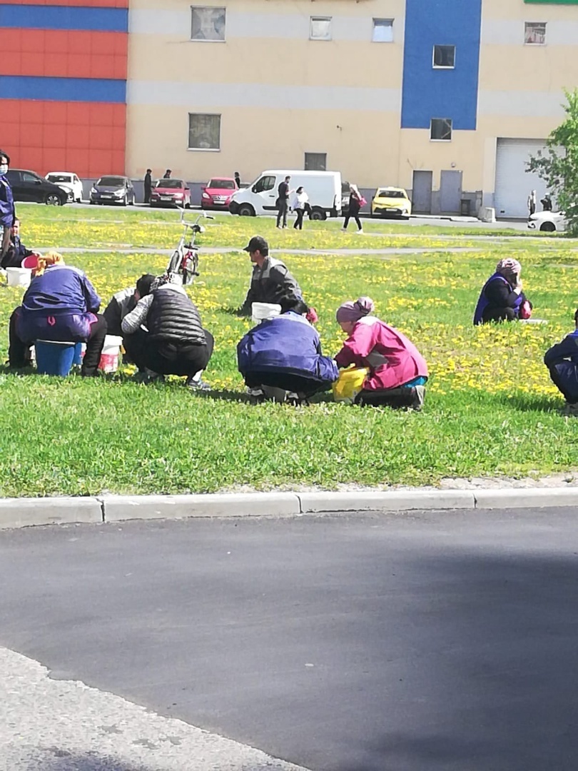 Новый способ уборки газонов в Москве. Или для чего так делают?