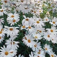 Ольга Савинова, г. Москва