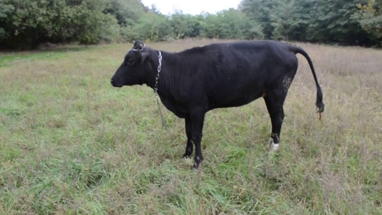 Жителей Ставрополья интересует тема выгула животных и ответственность за это.