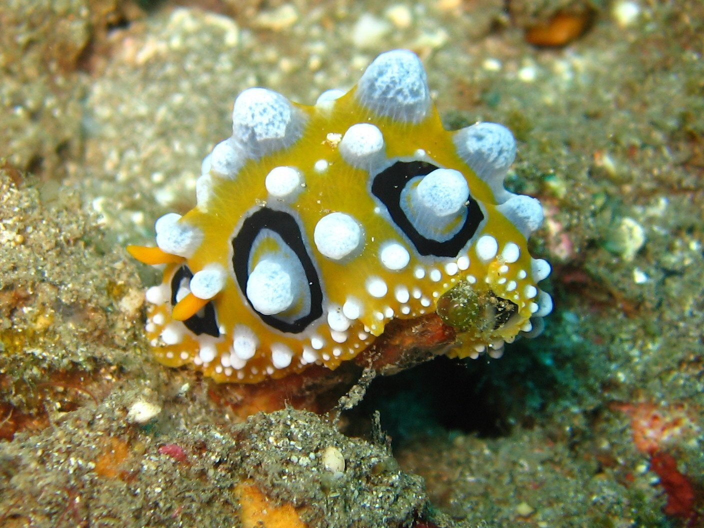 Редкие виды подводного царства.