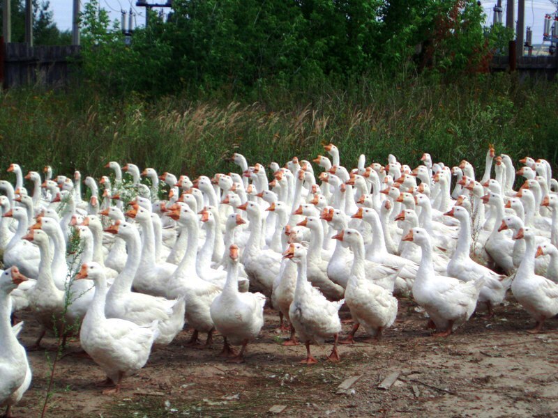 Токтайбеляк гусиная ферма. Птицеводство гуси. Птичник гусиная ферма. Гусиная ферма вурнарец. Гуси полянского.