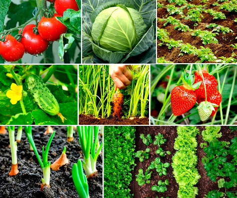 Лунный календарь садовода - огородника 2022 года привязанный к циклу Луны: церковные даты, что и когда можно сеять в июне месяце