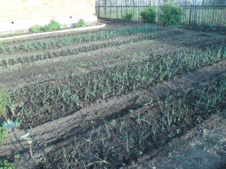 Работы в саду и огороде в июне: влияние луны на растения