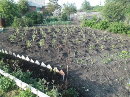 Работы в саду и огороде в июне: влияние луны на растения