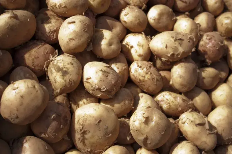 Здравствуй, русская картошка!