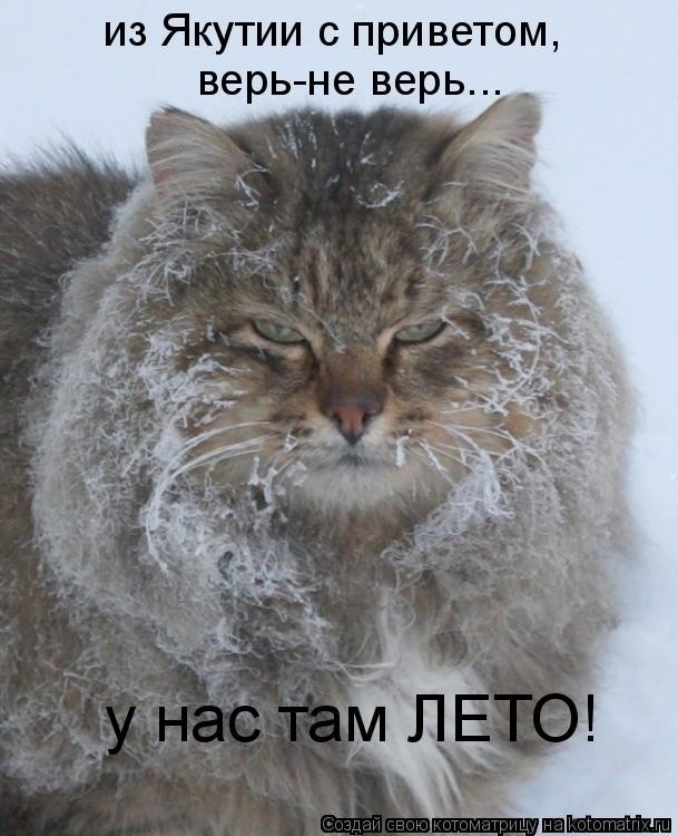 Эти летние коты....