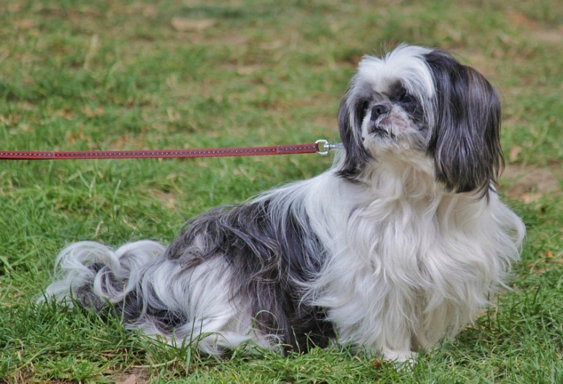 Сосед отравил собаку - что делать, если нет прямых доказательств?