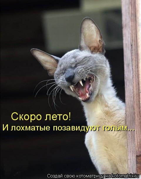 Эти летние коты....