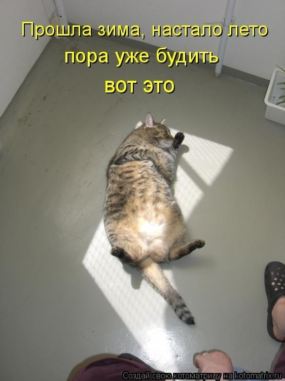 Эти летние коты....