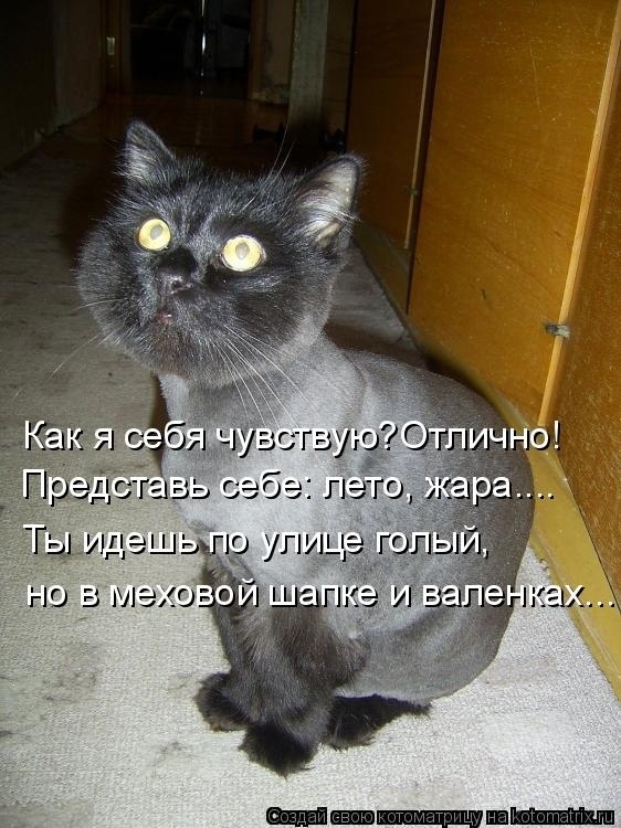 Эти летние коты....