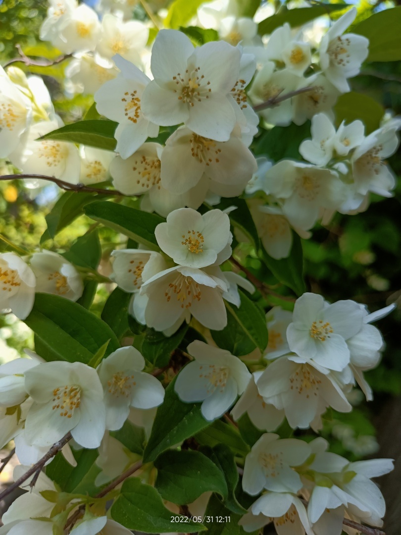 Красота🤗Цветут цветы розы, жасмин и шиповник.
