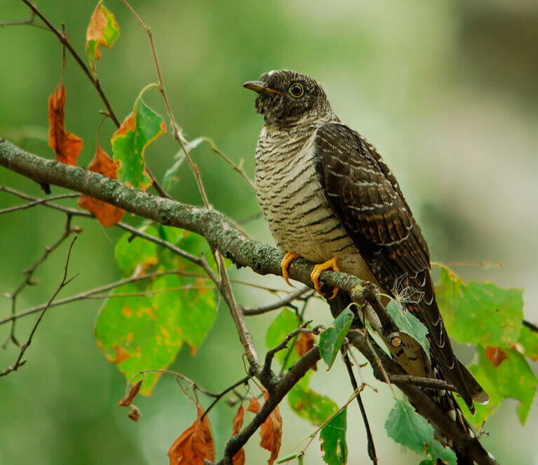 Спрашивали ли Вы когда-нибудь у кукушки о годах, отведенных Вам? А цыганка Вам гадала? Секреты долголетия .