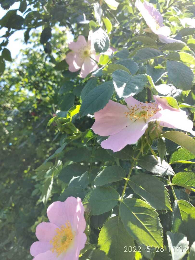 Красота🤗Цветут цветы розы, жасмин и шиповник.