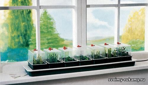 Делаем маленький огород на подоконнике квартиры