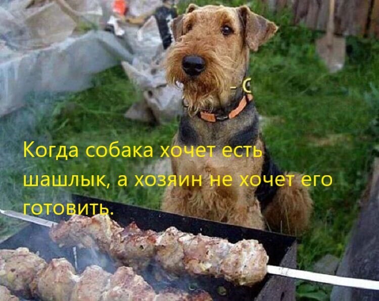 Мемы с собаками
