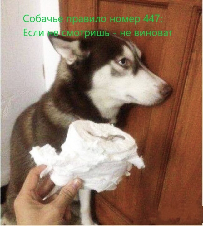 Мемы с собаками