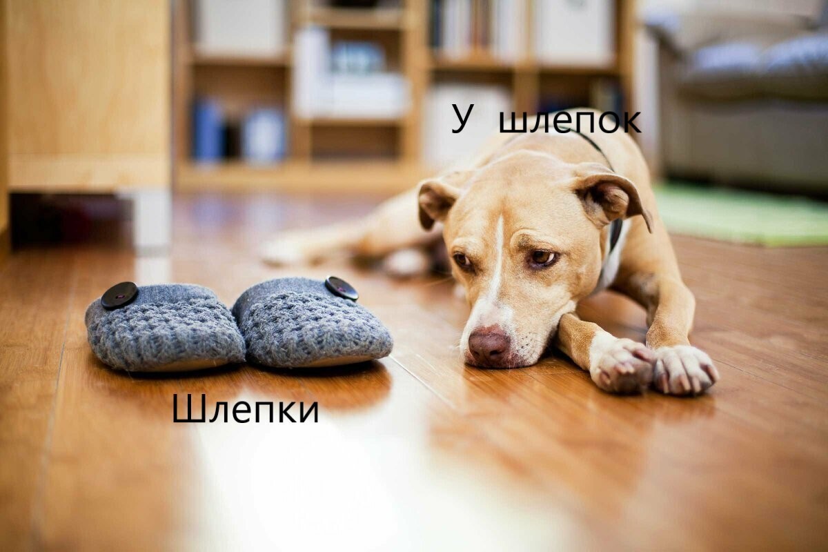 Мемы с собаками