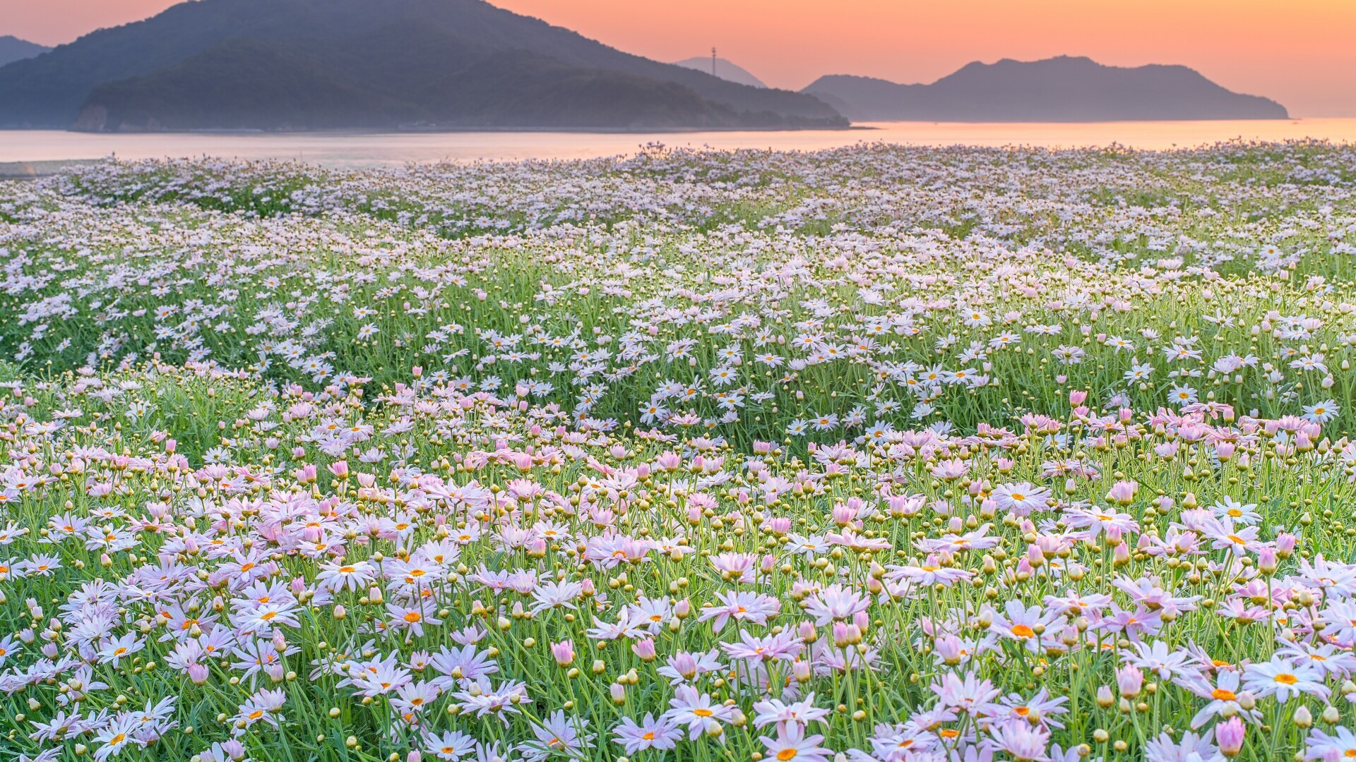 С какой аллергией вы живете?