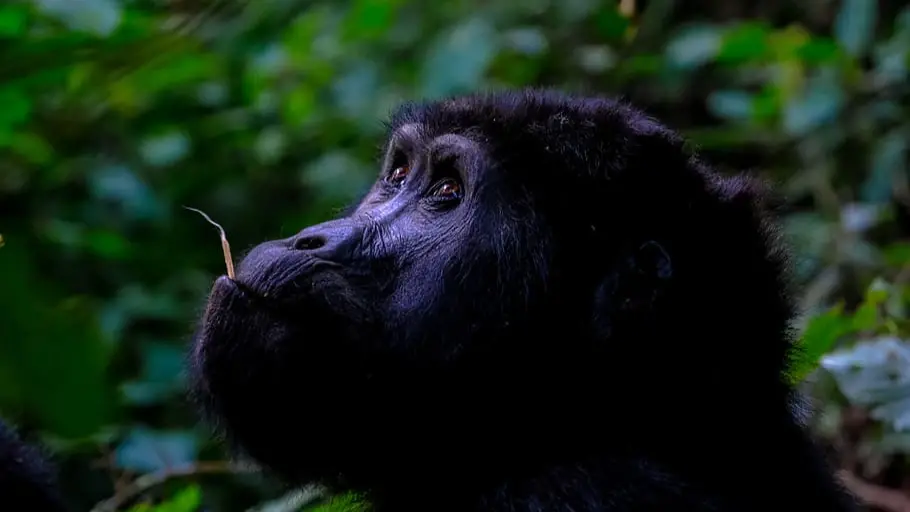 Будет ли новая пандемия в России и мире в 2022 году из-за оспы обезьян: насколько опасен и заразен вирус