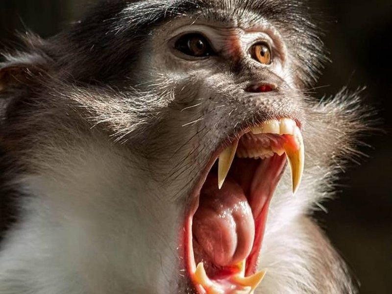 Оспа обезьян уже на пороге, что делать?