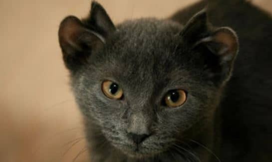 Меня зовут Йода. И да, у меня четыре УХА! Я нашел дом навсегда!