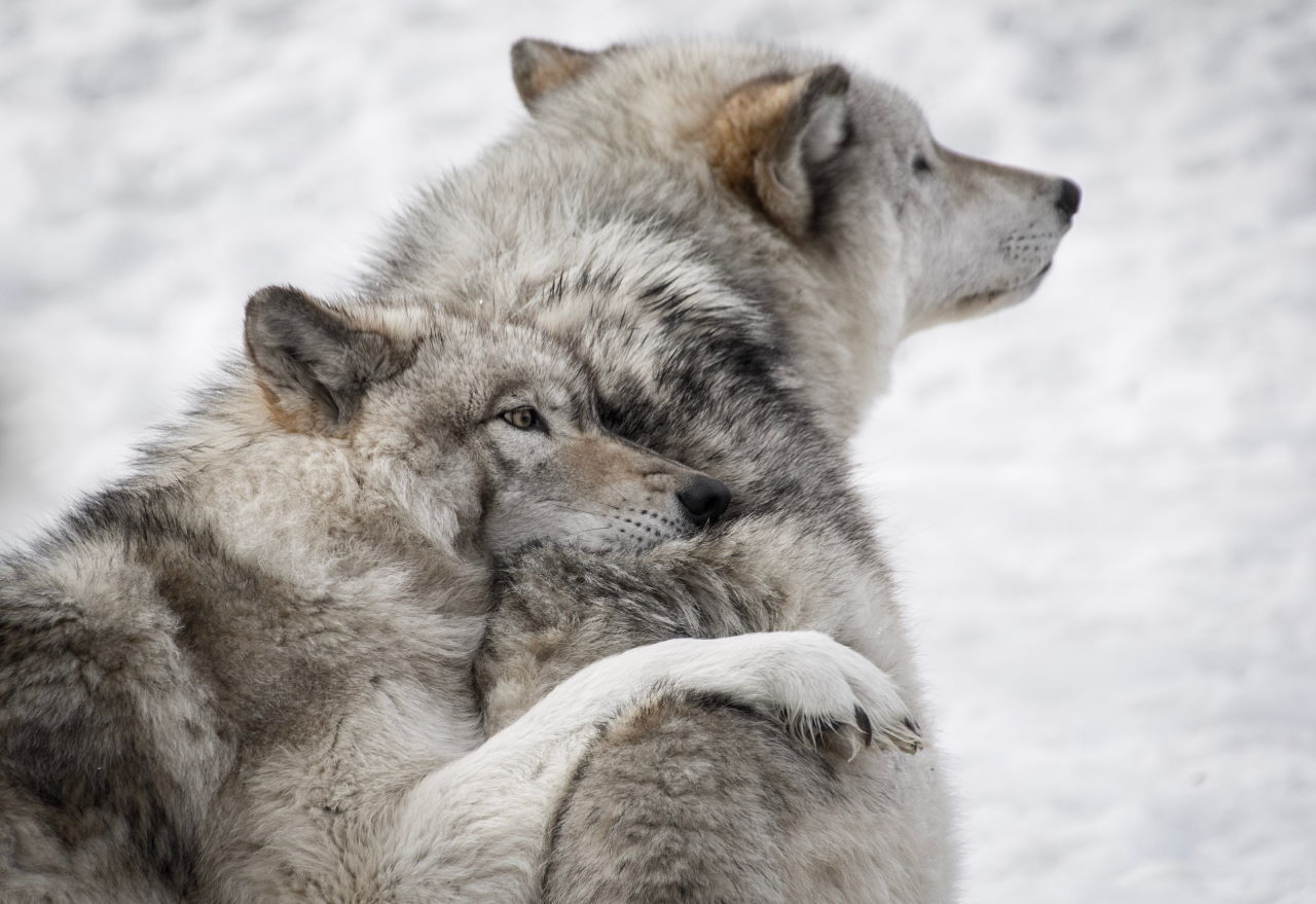 Отличительные особенности Волков отразились в их вкладе в экосистему