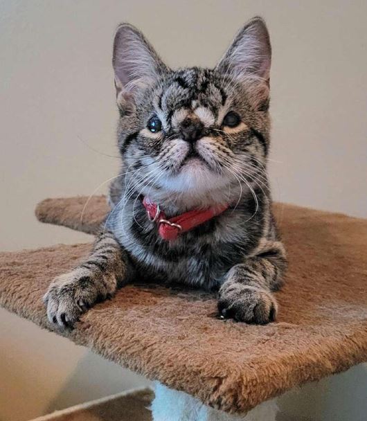 Кая, восхитительно уникальный котенок с "мягким" лицом. У этой кошки милое лицо, к которому трудно остаться равнодушным!